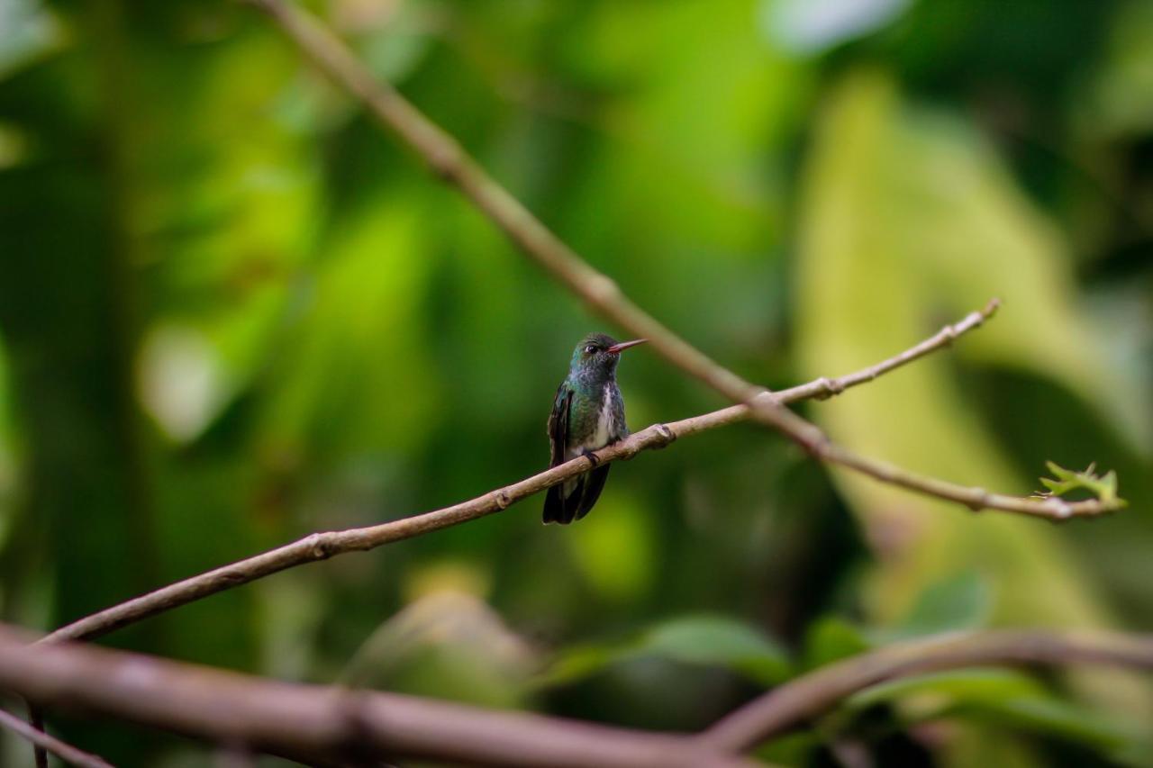 Couleur Locale Paramaribo Buitenkant foto
